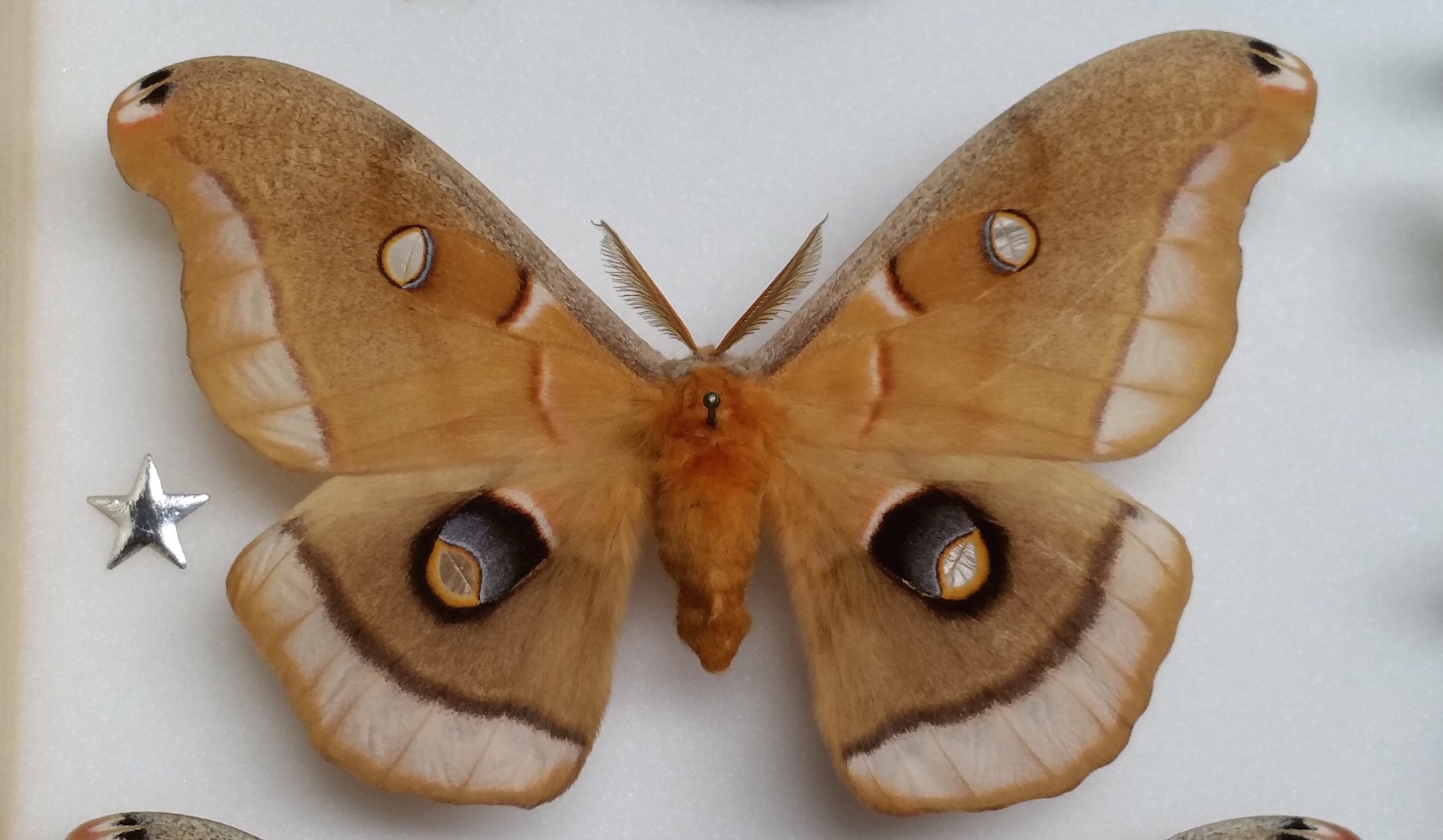 Anthereas polyphemus (abberation - extra pink) (Internet Image property of respective owner, non-commercial use only)